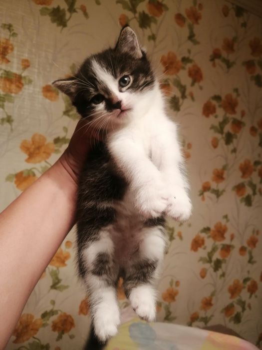 Отдам красивых котят