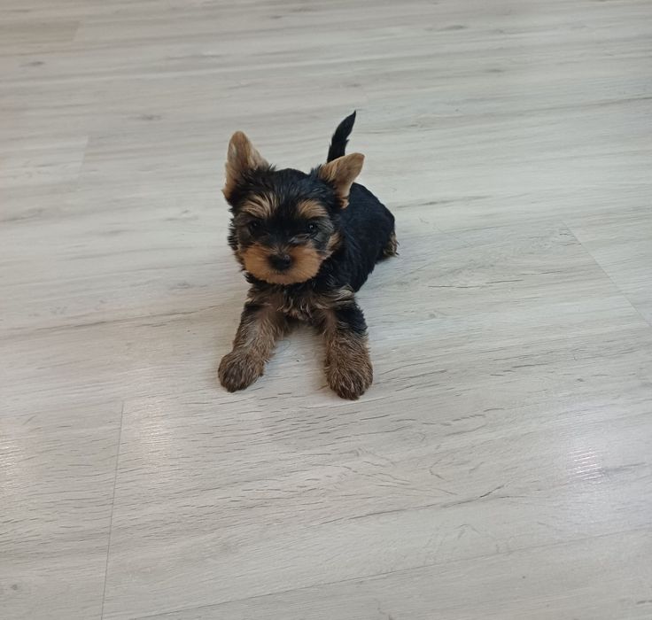 Йоркширски териер