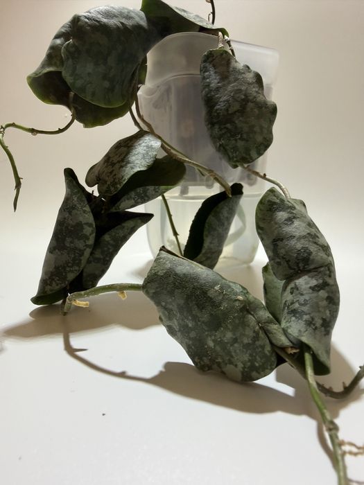 Хойя imbricata silver splash