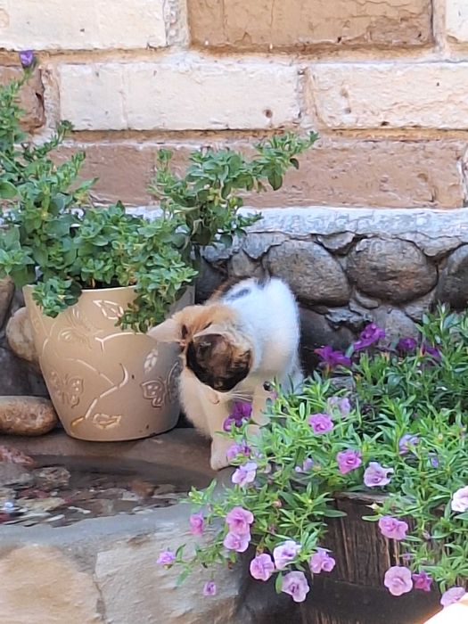 Коте си търси дом