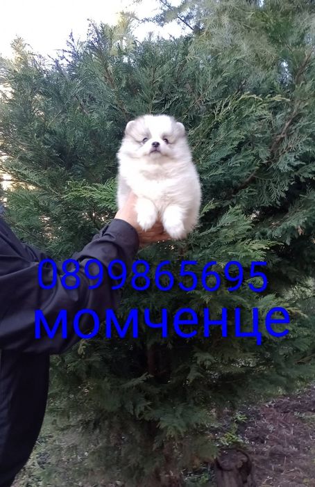 Мъжки  Померани !