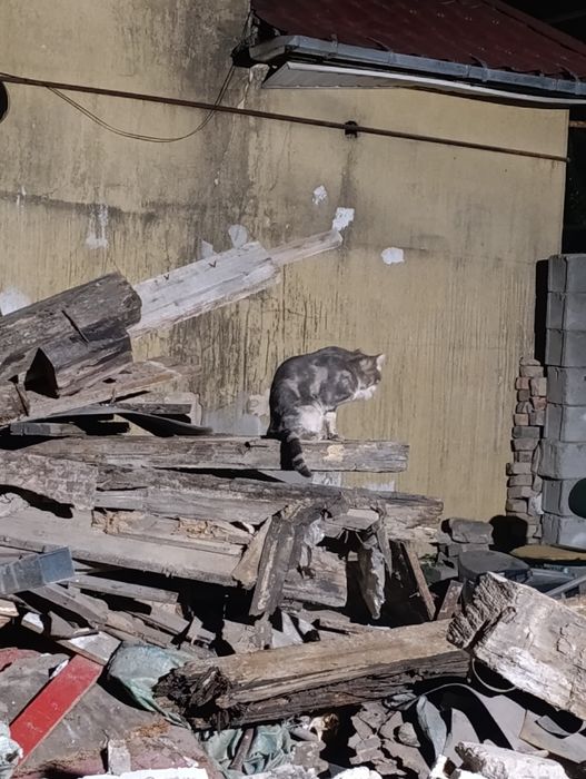 Отдам дрова бесплатно