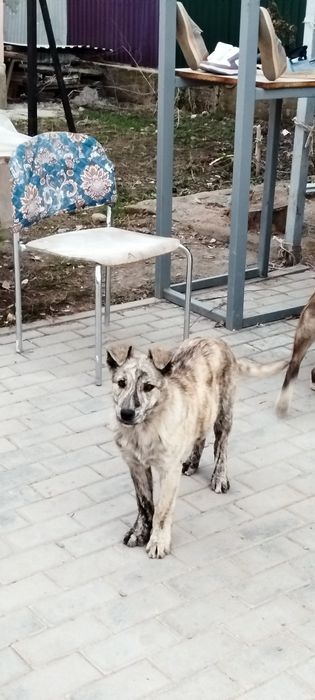 Хорошие щенеи в добрые руки