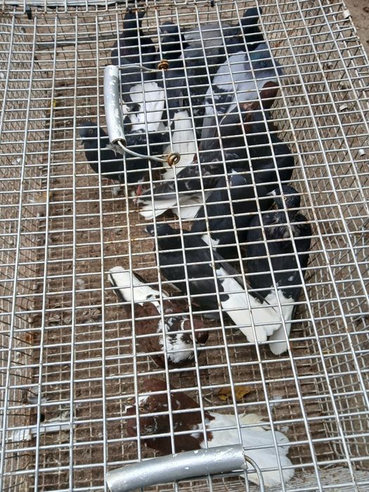 Codalb românesc de mare inalțime