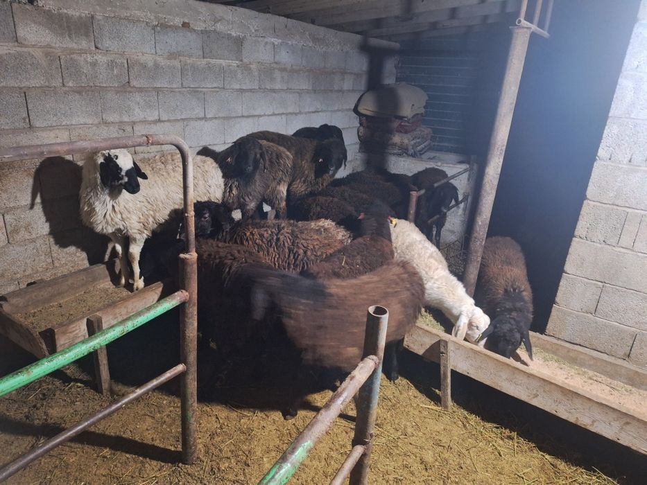 семиз токтылар ургашы еркек 20 бас бар