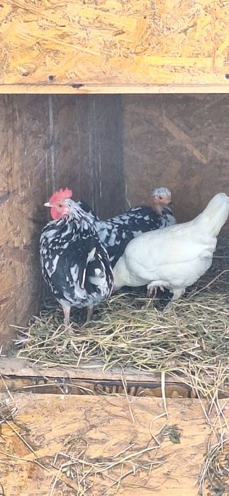 Gaini pitice, australiene