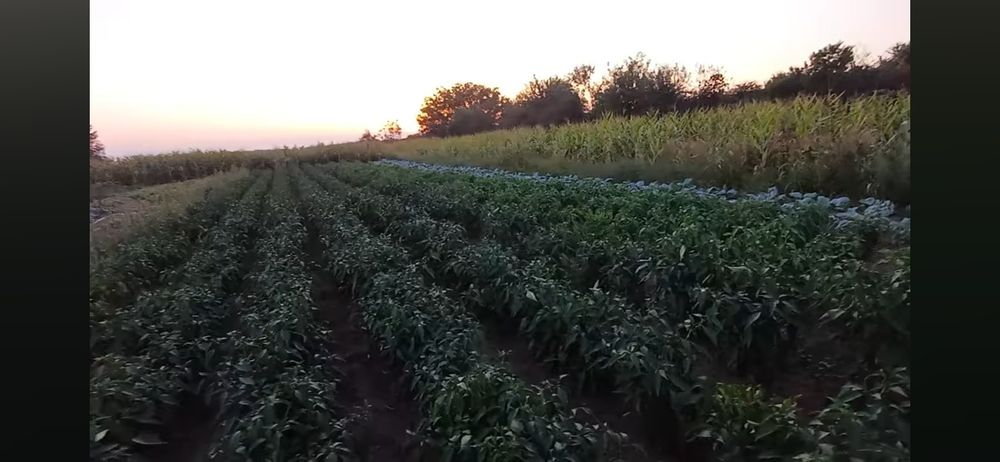 Boia de  casă sută la sută naturală