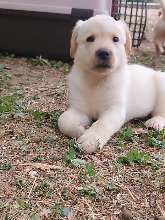 щенки Лабрадор ретривер
