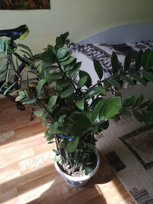 Доллоровое дерево