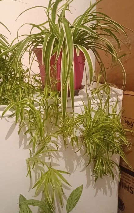 Продам домашние цветы