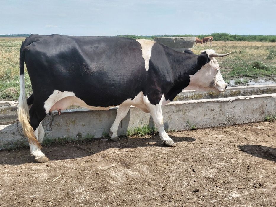 Vând vaca Băltata cu negru