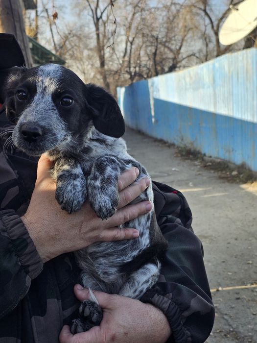 Отдам в хорошие руки щенка