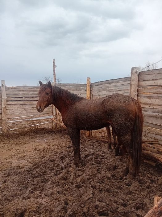 Продам жеребца..