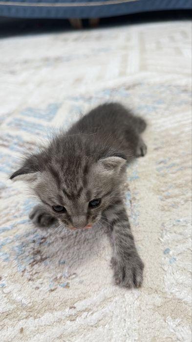 Продаются котята