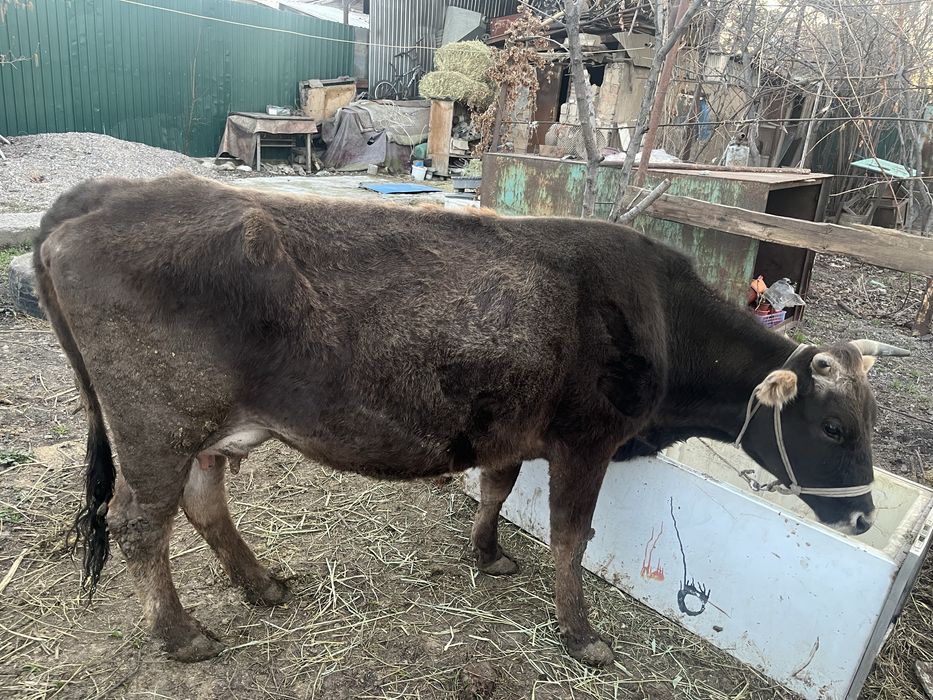 Сиыр бузаумен 4 айлык 3 тума