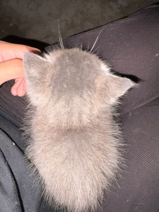 Отдам кошку девочка не могу оставить себе