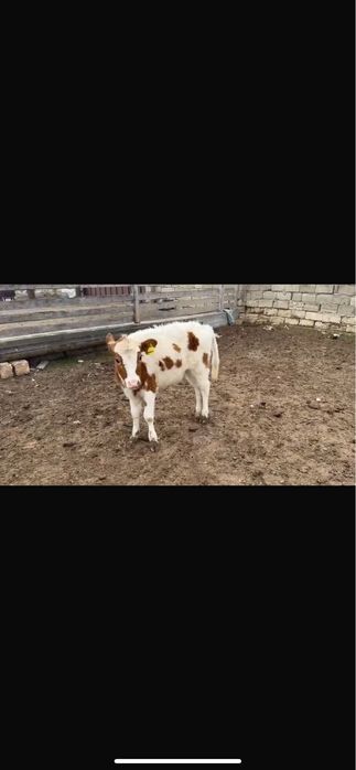 Сиыр қашар баспағымен