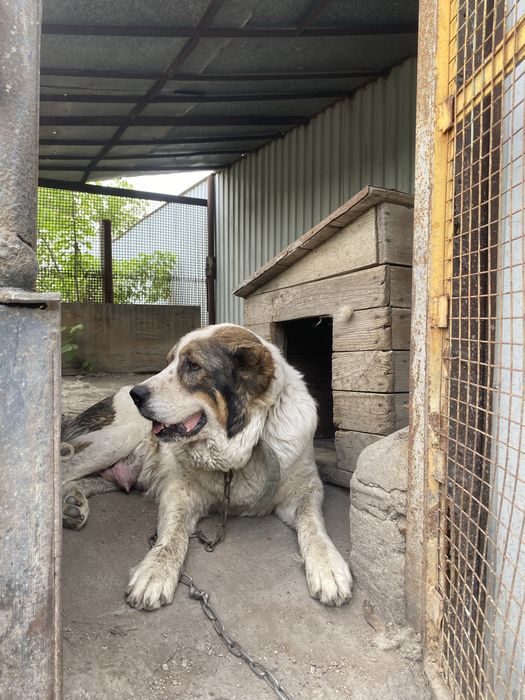 Продам Алабая.