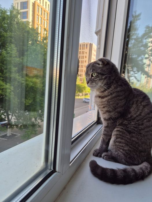 Вислоухая кошка бесплатно