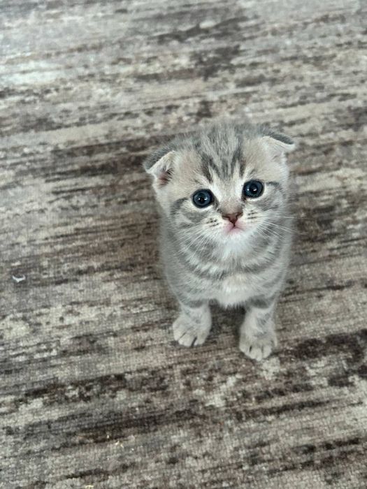 Шотландские котята вислоухие