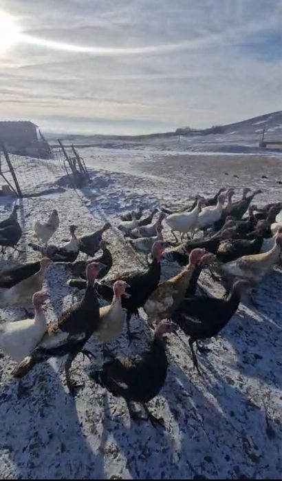 Индюки продается