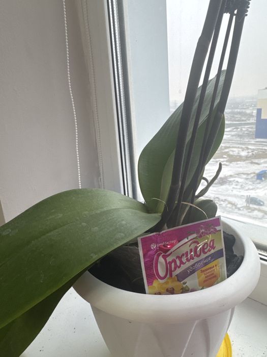 Цветы Орхидея красивая продам