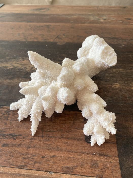 Corali Oceanul Indian