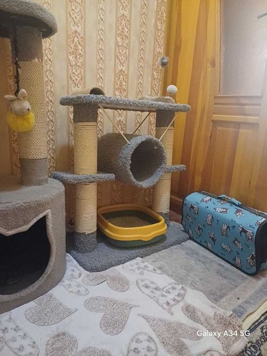 Mushuk uychasi sotiladi