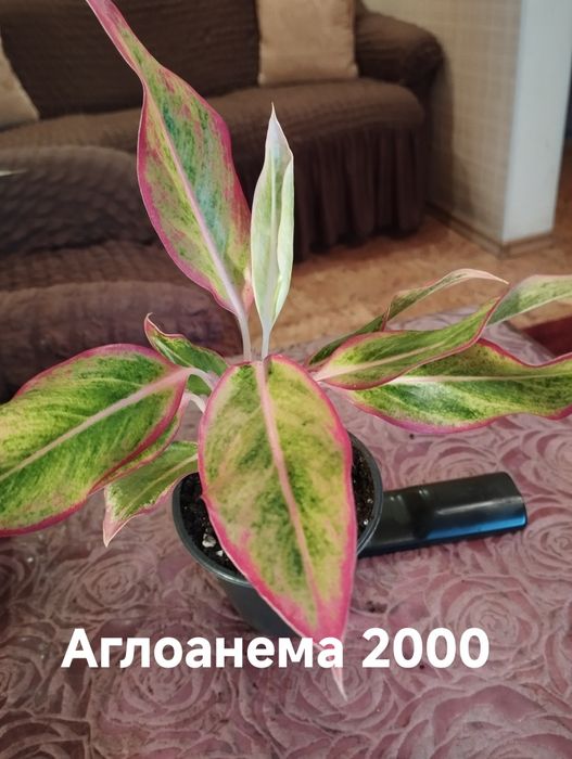 Продам комнатные растения
