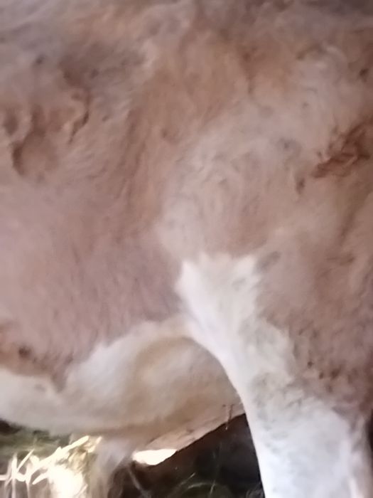 Se vinde vițel balțată românească de patru luni înțărcat mănâncă fin și făină amestec cu tărâțe.