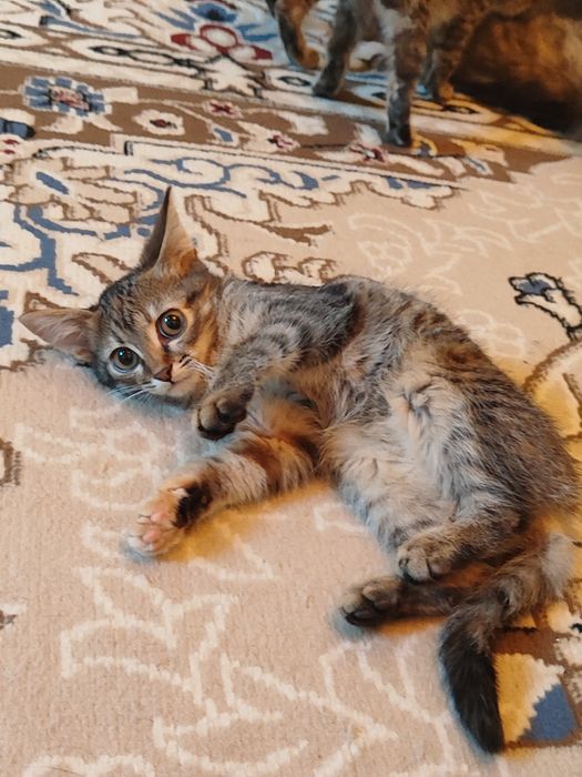 Милые  котята в добрые руки