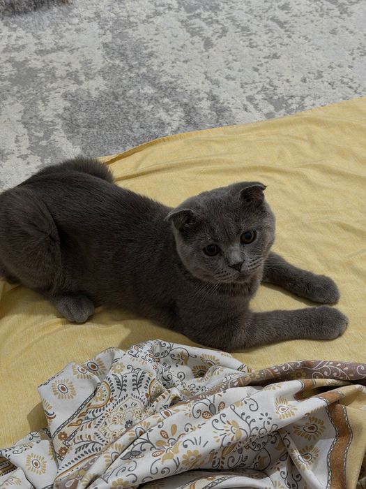 Шотландский вислоухий кот (Скоттиш-фолд) приглашает кошечек на вязку