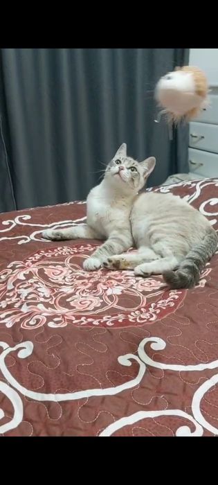 Отдам ласковую кошечку табби