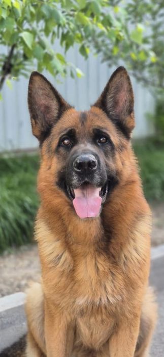 Срочно Щенок немецкой овчарки