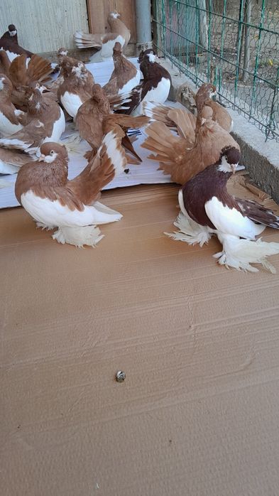 Porumbei de ornament