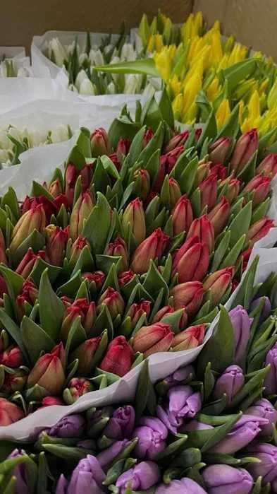 Тюльпаны Оптом Кызылорда