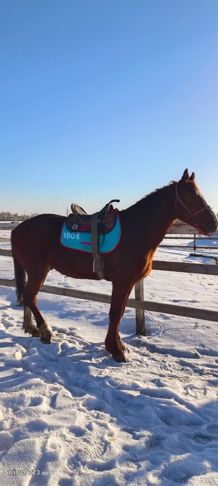 Продам жеребеца айгыр сатам