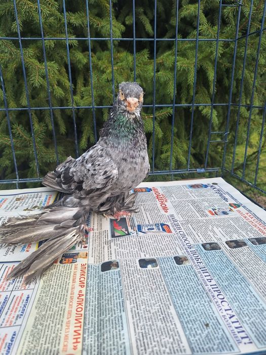 Продам голубя чилкаря классной расцветки