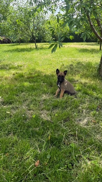 Ciobănesc belgian Malinois