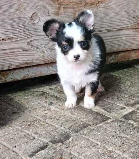 Чихуахуа кученца мъжки и женски