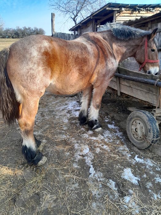 Iapa de vanzare varsta 9 ani