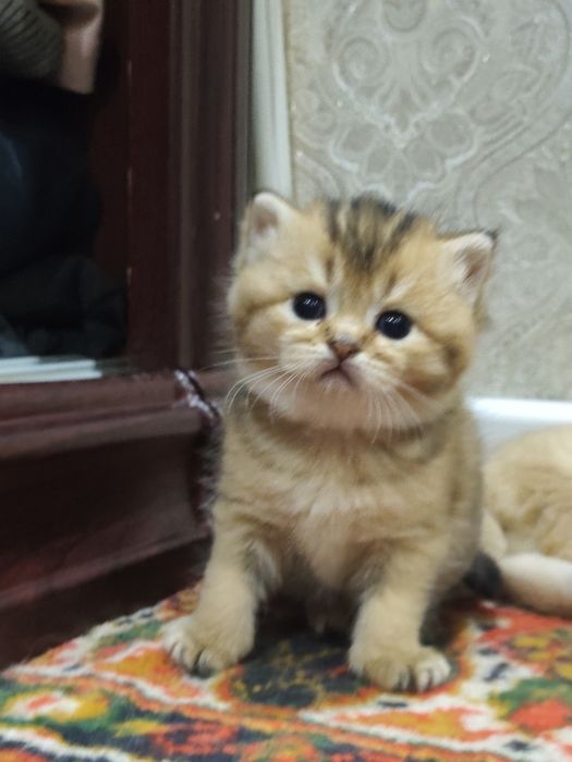 Шиншилла боллари