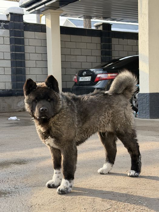 Американская акита