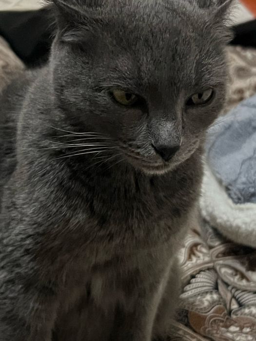 Ищу кошку пропала