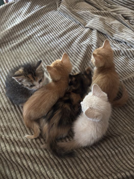 Отдам котят в хорошие руки
