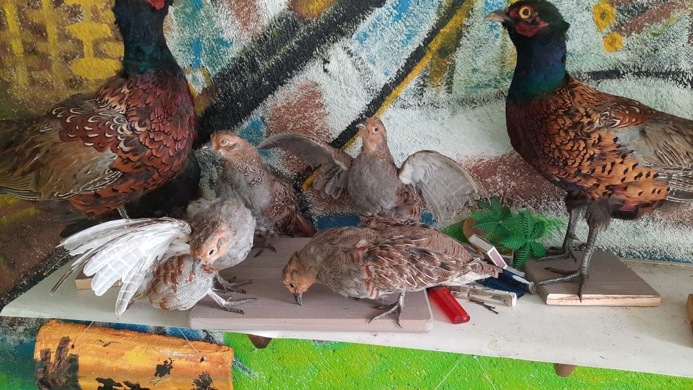 Препариране на животни!!! Имам готови птици!