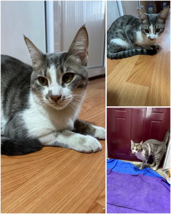 Котенок ищет свою семью!