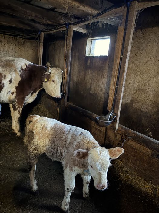 Vând vacă cu vițel