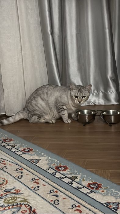 Отдам кота в добрые руки срочно