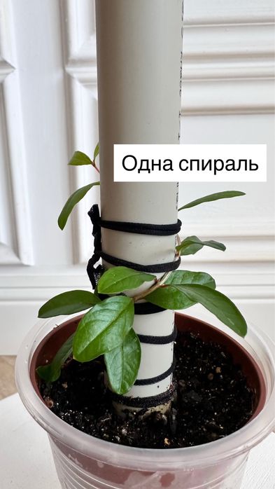 Комнатный гранат